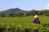 original Mauritius Bois Cheri Tea Picking 02